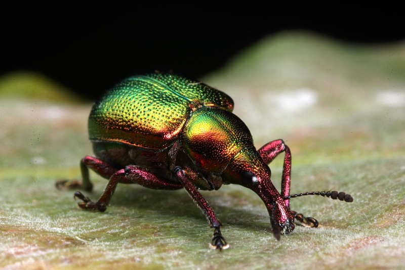Rhynchites auratus