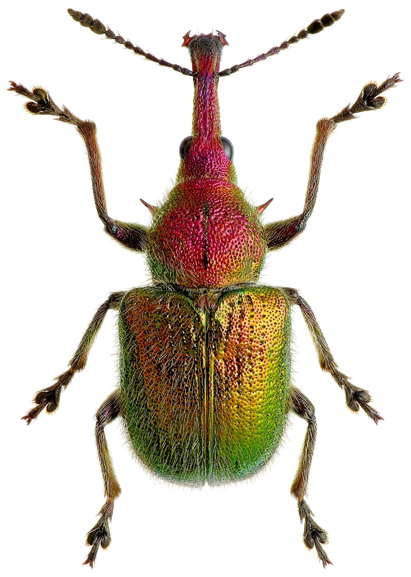 Rhynchites auratus