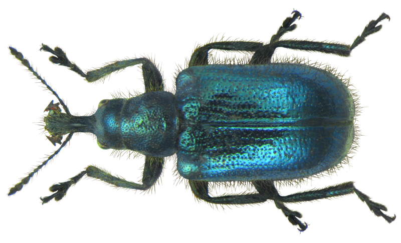 Lasiorhynchites olivaceus