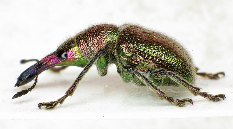 Rhynchites giganteus Krynski