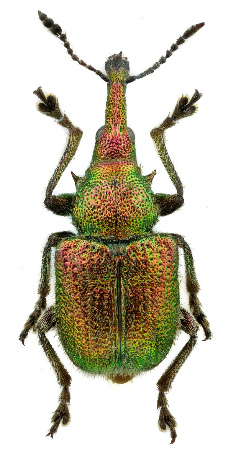 Rhynchites auratus
