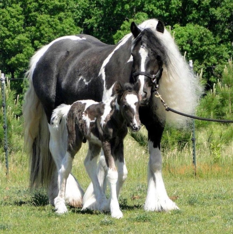 Лошадь породы Gypsy Vanner