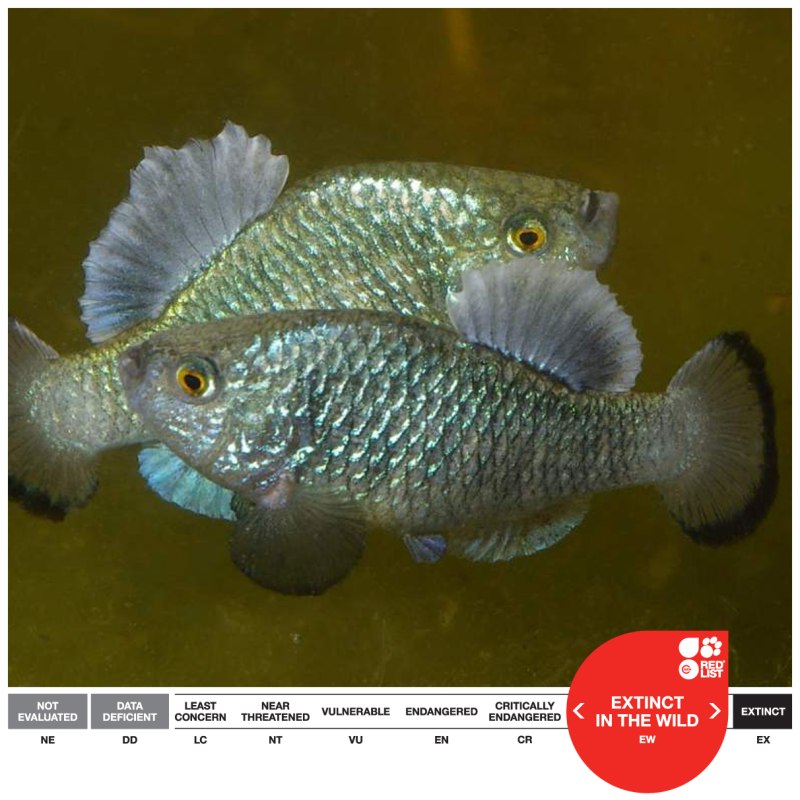 Cyprinodon longidorsalis