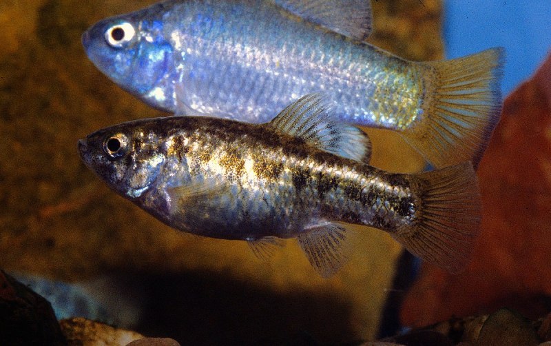 Cyprinodon macularius