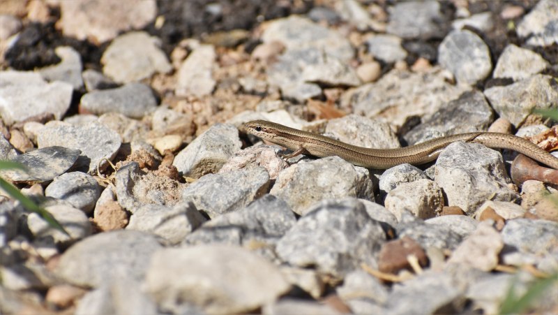 Ablepharus bivittatus