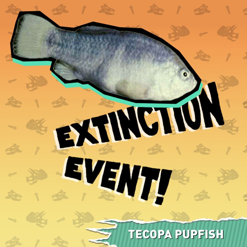 Tecopa Pupfish