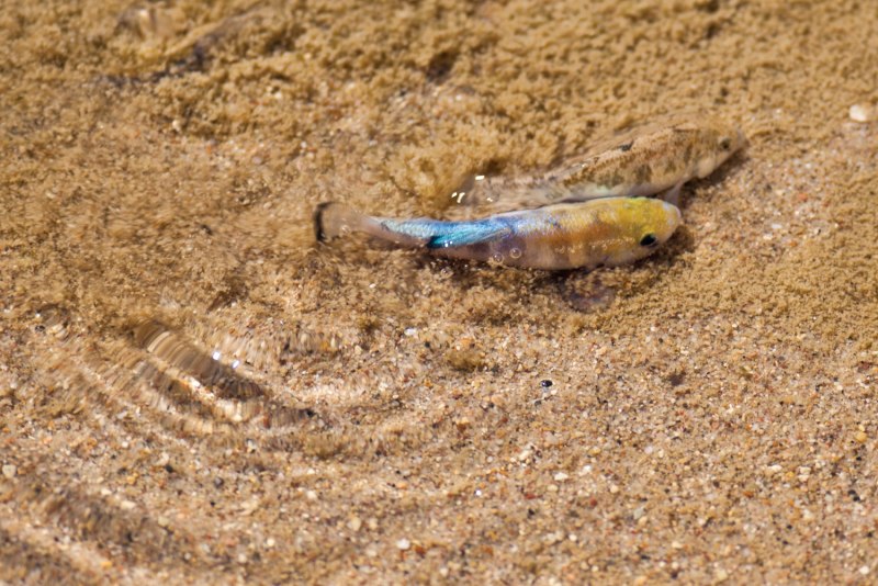 Cyprinodon salinus