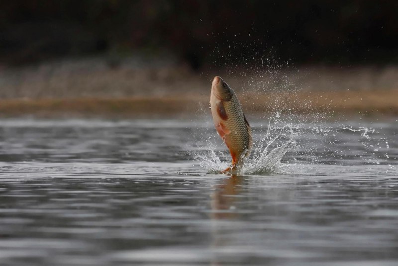 Рыба выпрыгивает из воды