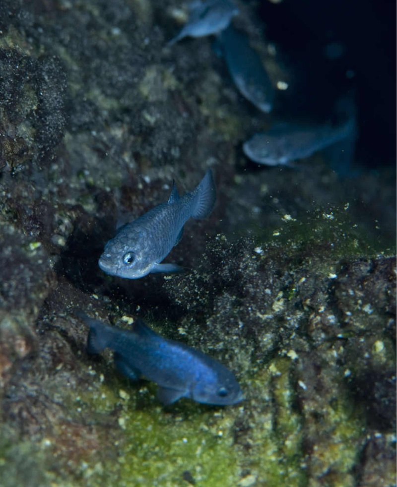 Cyprinodon Diabolis
