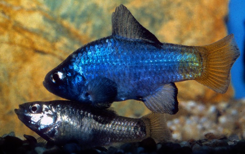 Cyprinodon macularius