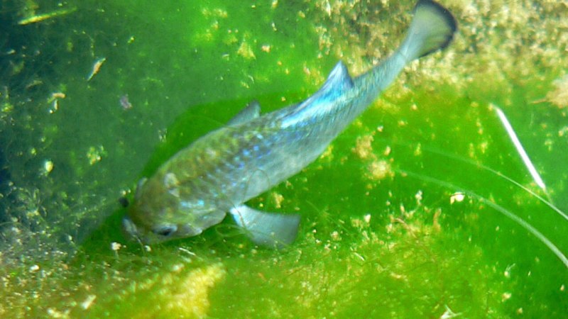 Cyprinodon Diabolis