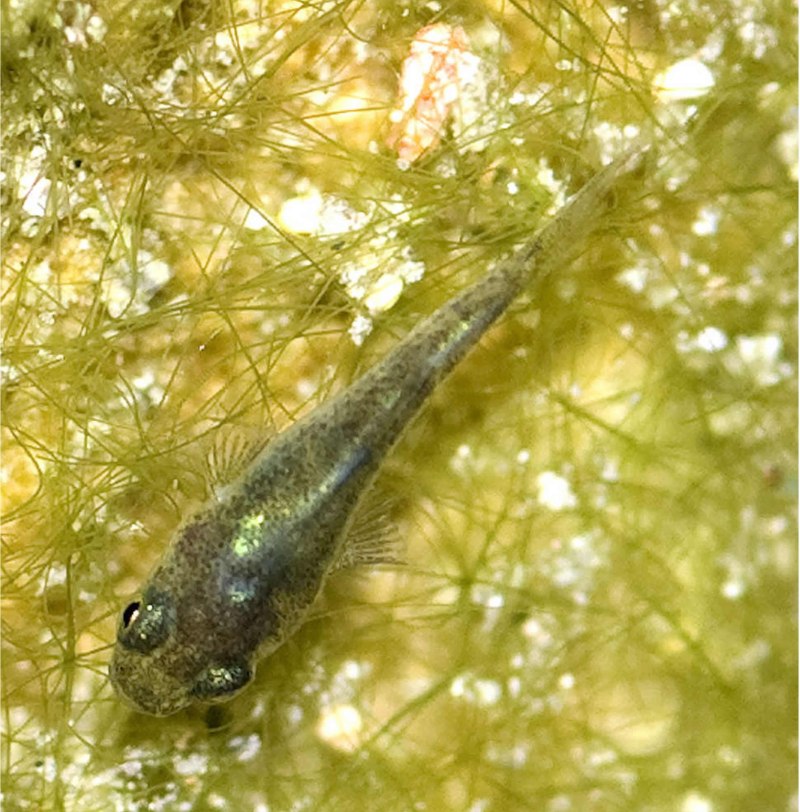 Cyprinodon Diabolis