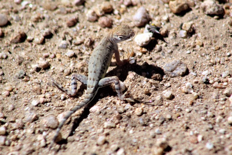 Дагестанская ящерица Lacerta daghestanica