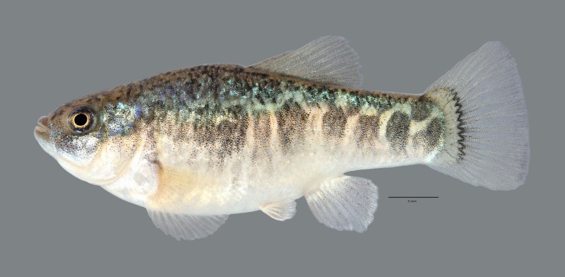Отряда карпозубых (Cyprinodontiformes