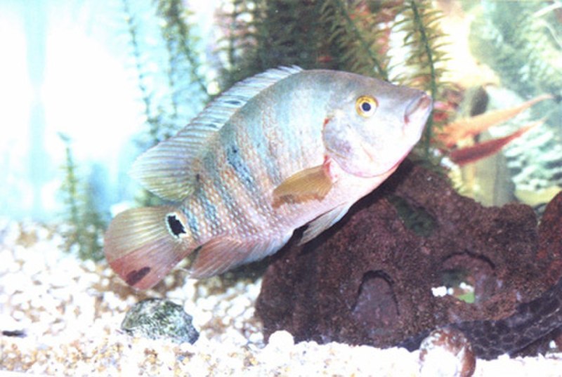 Cichlasoma urophthalmus