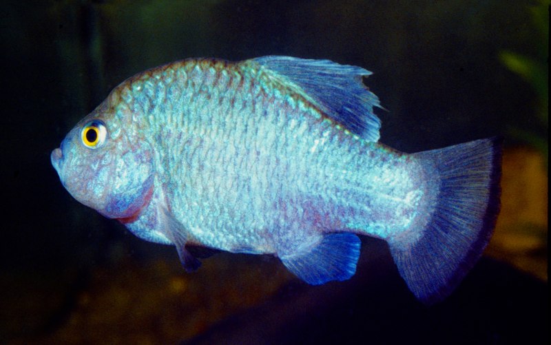 Cyprinodon macularius