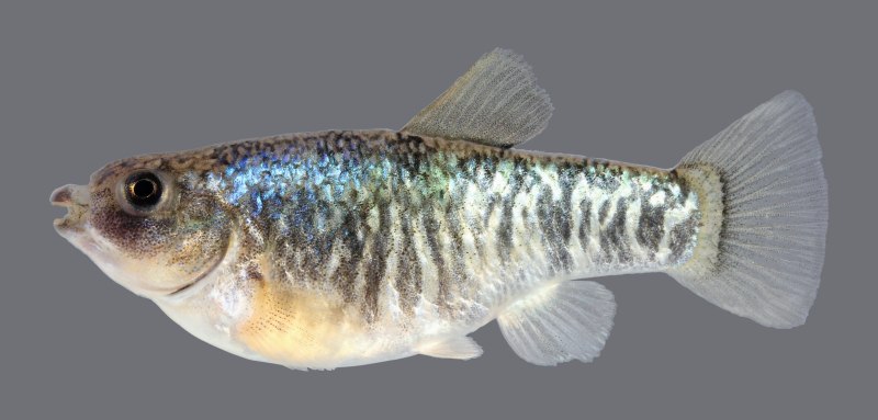 Cyprinodontidae