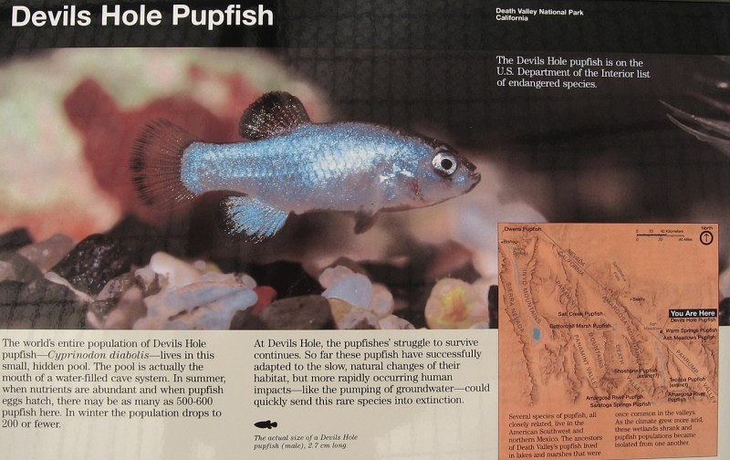 Devil's hole Pupfish