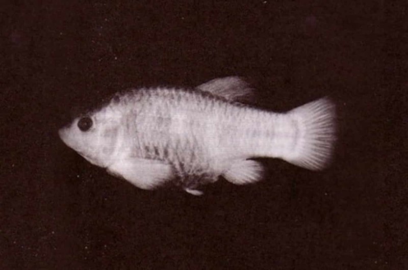 Tesora Pupfish