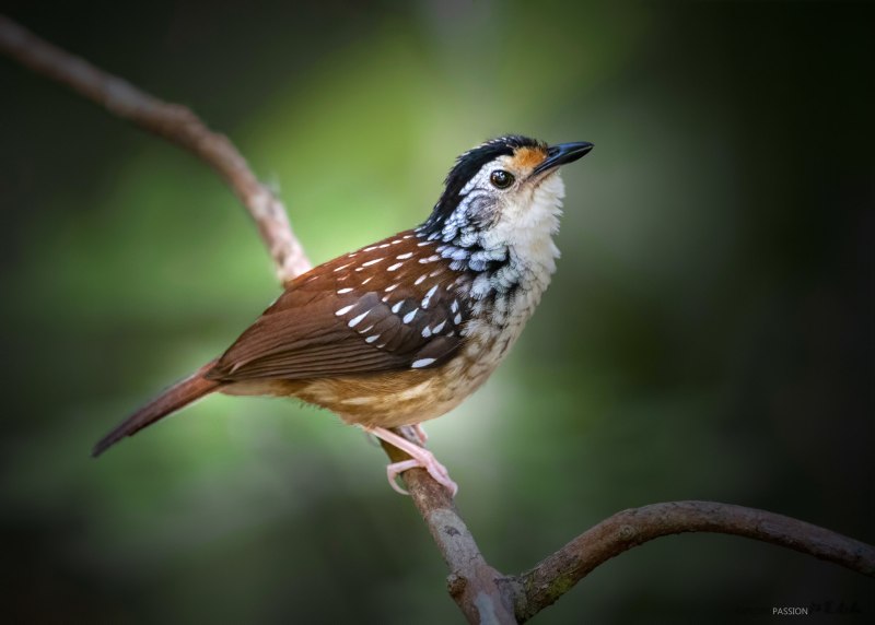 Brown-chested Jungle Flycatcher