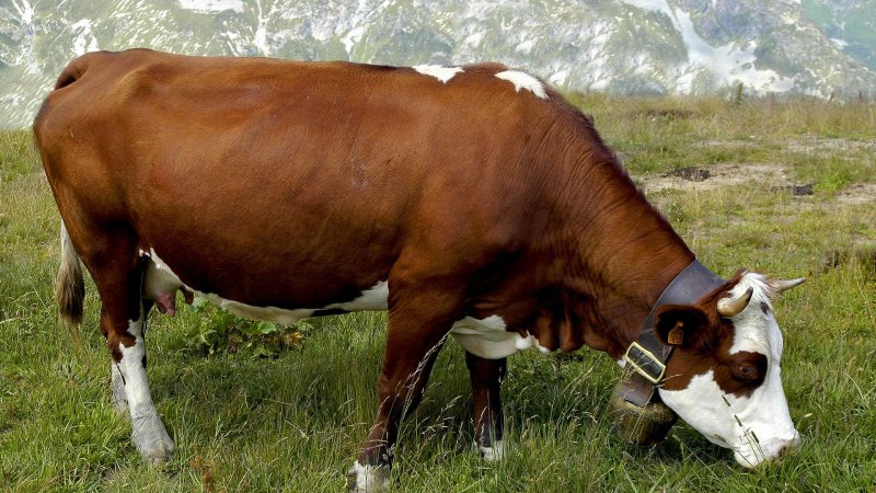Рекорды продуктивности симментальской коровы