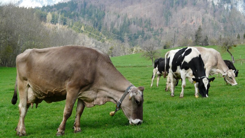 Корова сивая