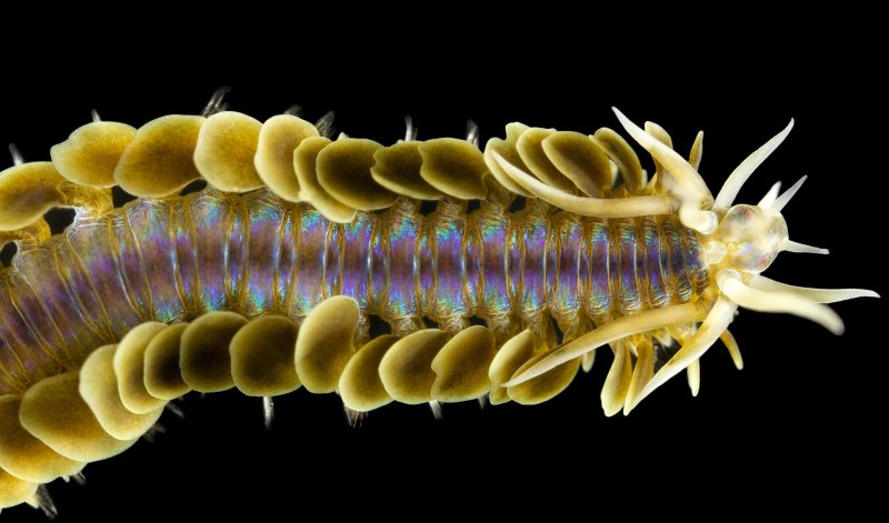 Полихета Phyllodoce