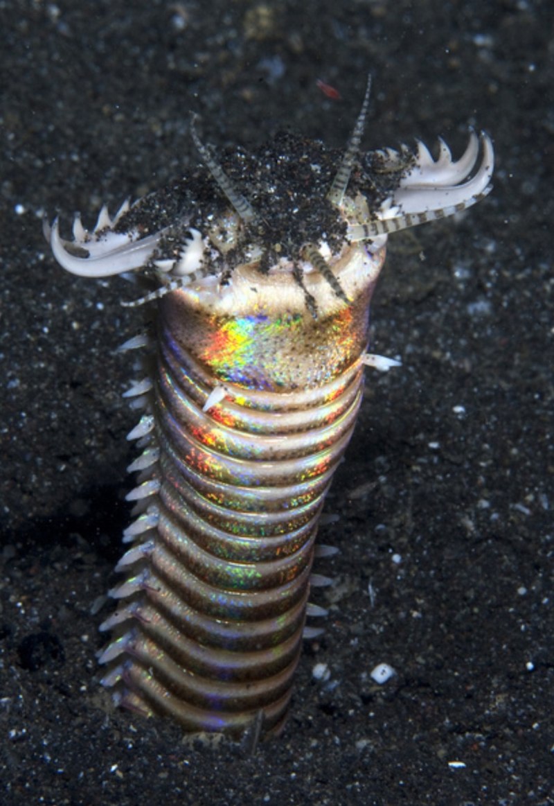 Морской червь Eunice aphroditois