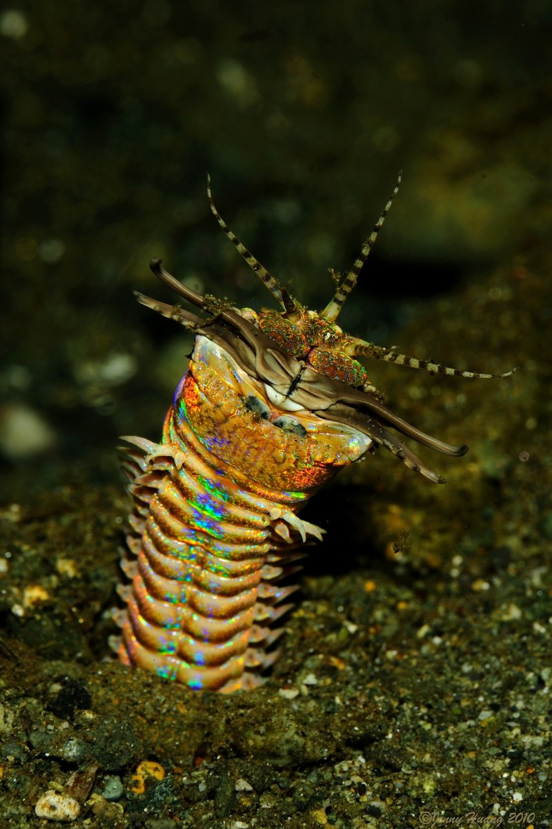 Эунице Афродита Eunice aphroditois