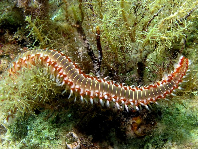 Hermodice carunculata