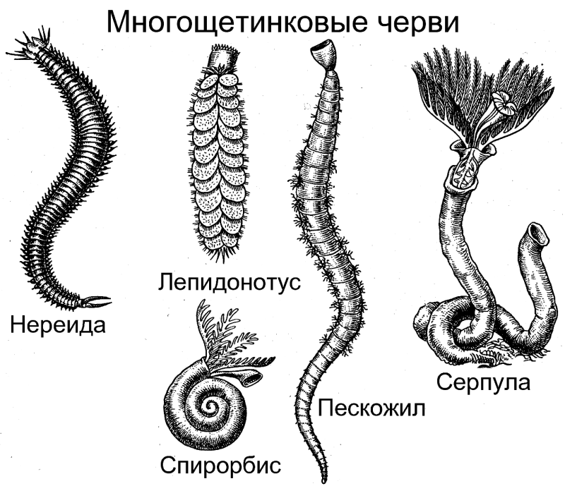 Представители многощетинковых червей