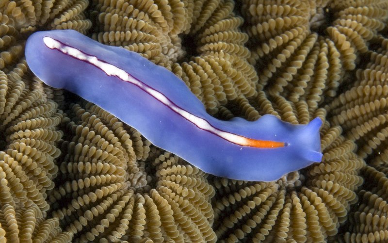 Pseudoceros Liparus