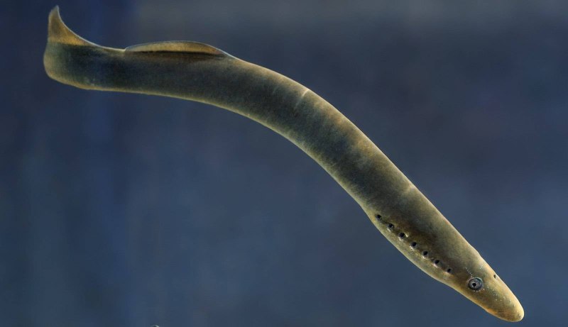 Речная минога Lampetra fluviatilis