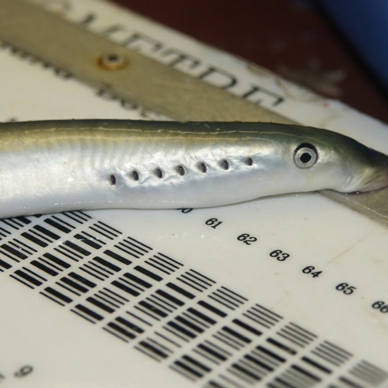 Речная минога Lampetra fluviatilis