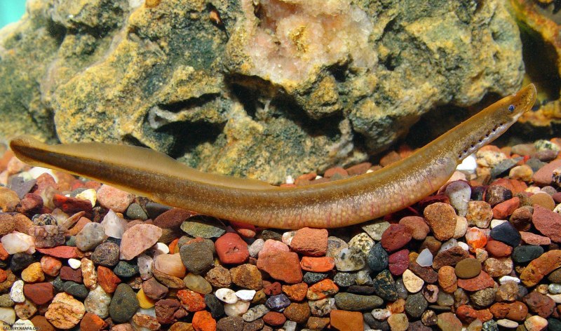 Речная минога Lampetra fluviatilis