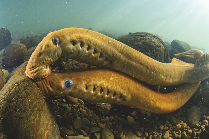 Морская минога (Petromyzon Marinus)