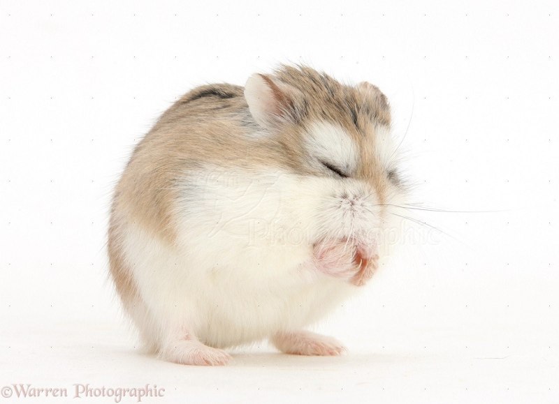 Roborovski Hamsters