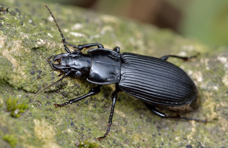 Птеростих черный (Pterostichus Niger)