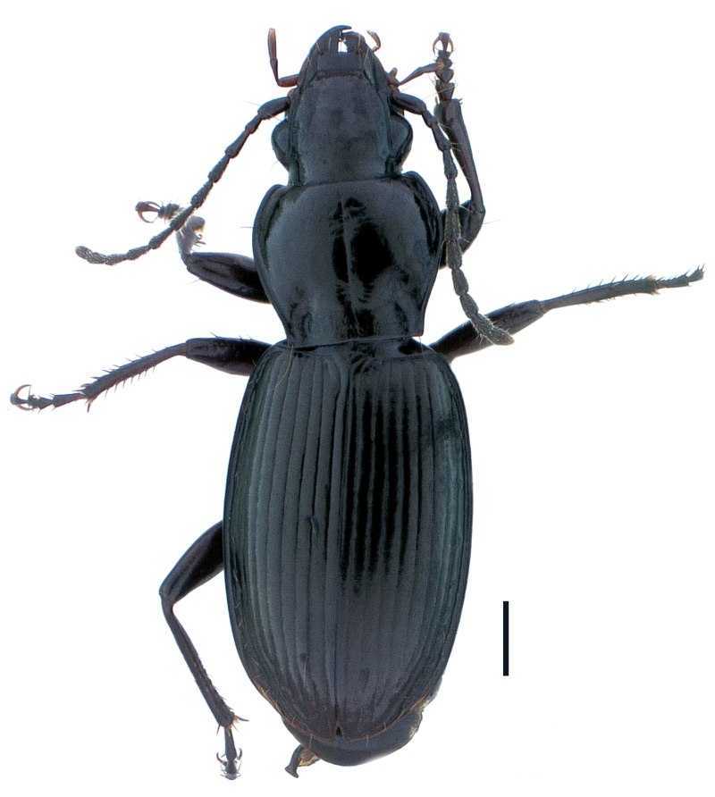 Жужелицы Pterostichus