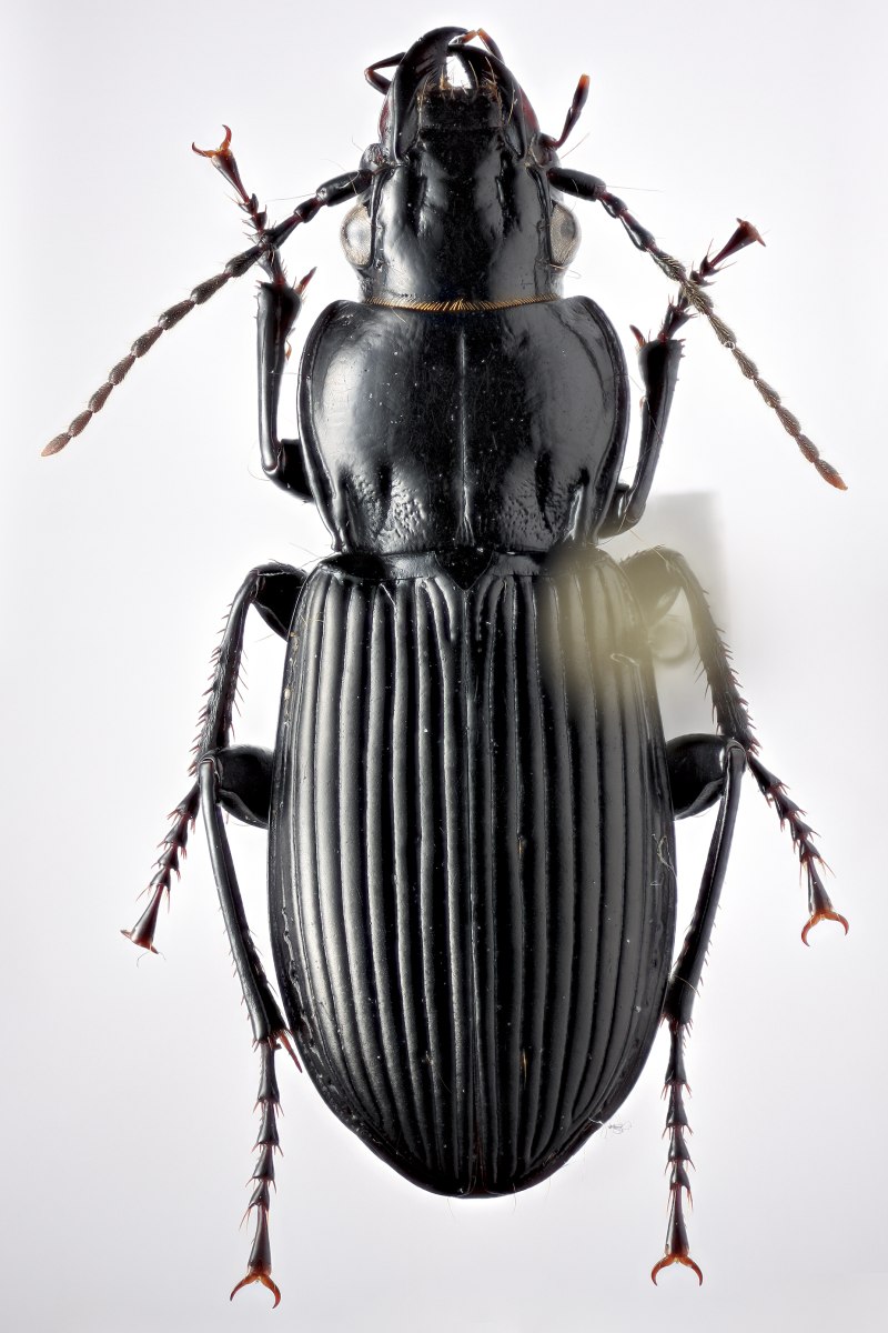 Pterostichus quadraticollis
