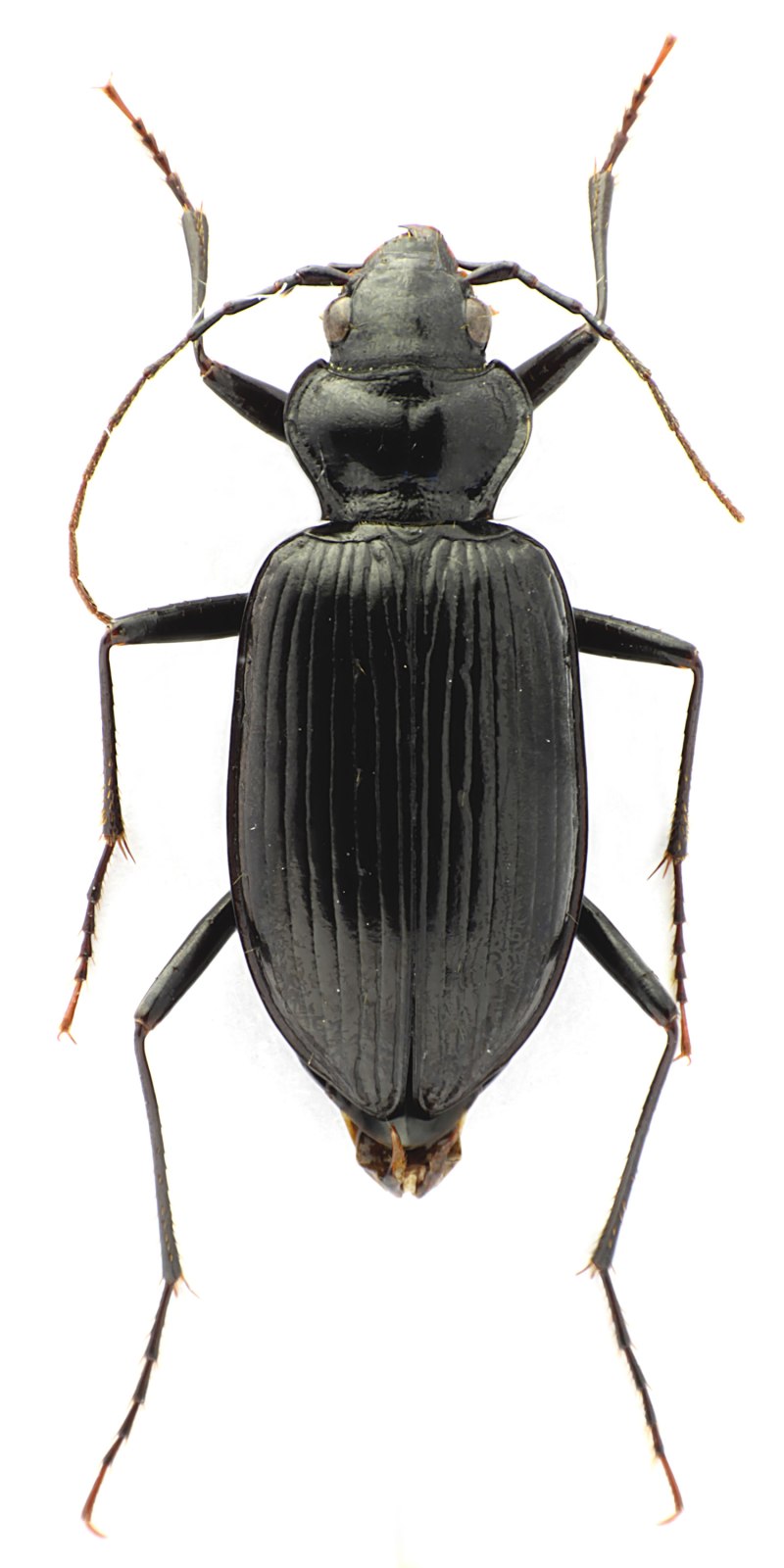 Carabidae Nebriini
