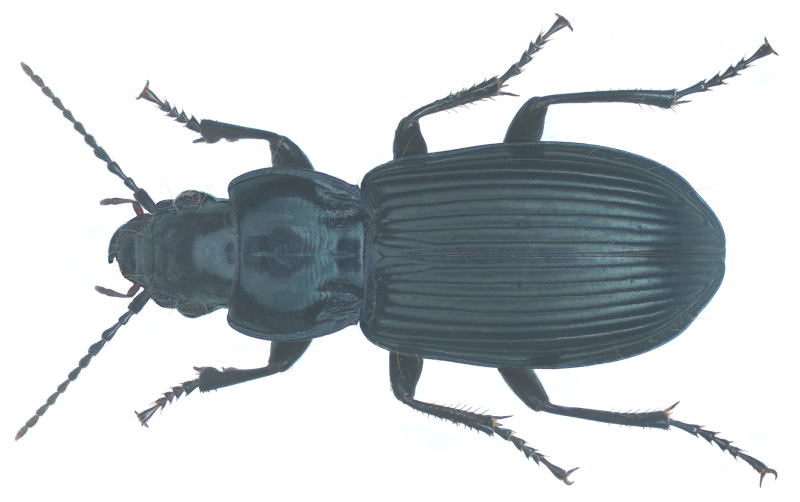 Жужелицы Pterostichus