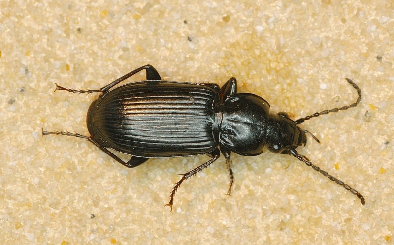 Жужелица Pterostichus brevicornis