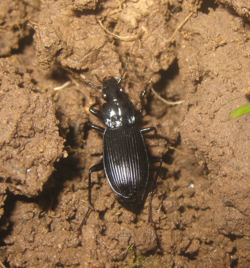 Жужелица Pterostichus brevicornis