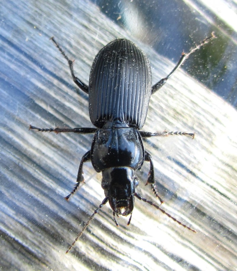 Жук Pterostichus (petrophilus) uralensis krasnobaevi.