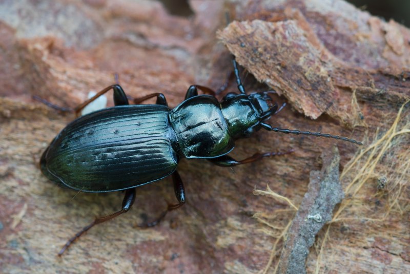Pterostichus oblongopunctatus