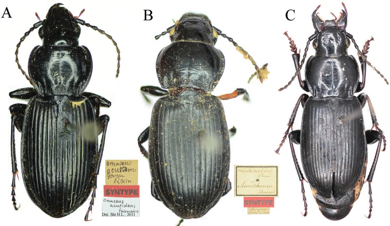 Moscovitae Magnatis Habitus