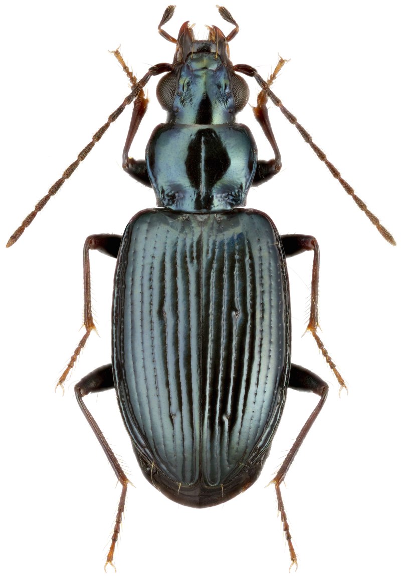 Bembidion род