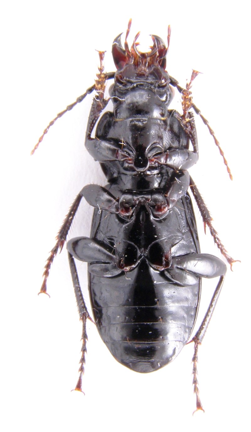 Птеростих обыкновенный – Pterostichus melanarius Illiger.