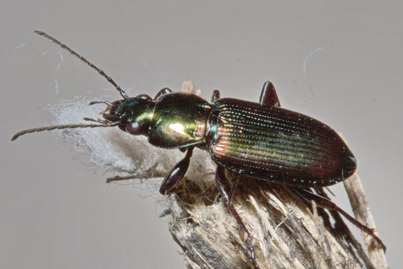 Poecilus puncticollis